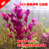 2021 new varieties of red Christmas red rare water grass fish tank building with mid-view grass water