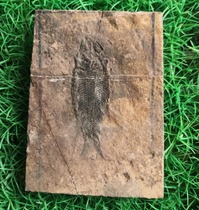 Fine small scaly tooth fish fossils Natural fossil rough stone