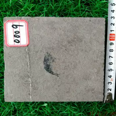 Triassic shrimp fossils