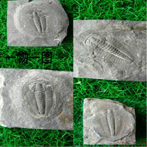 Trilobite fossil rough stone specimen Natural Ledley Niche Paleontological fossil head ornament strange stone physical shooting