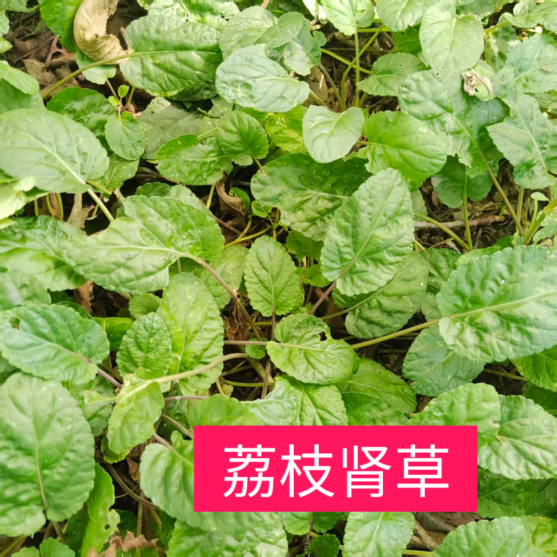 Guangxi Stem-Leafed Mouse Tail Lychee, Kidney-Shaped Small Light Plant, Small Copper Coin Plant, Guangxi Grass, Small Annealed Grass, Wild Buddha Light Grass, Hairy Grass
