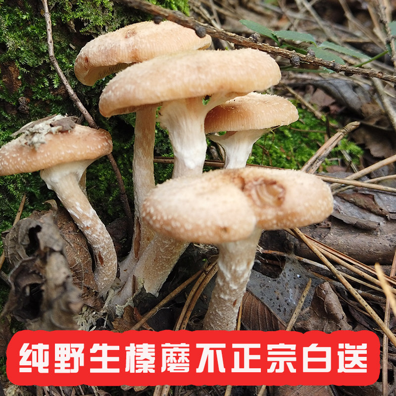 Small Meng Zhen grinding northeast hazelnut mushroom Changbai Mountain northeast wild mushroom special class special production hazelnut mushroom dry goods 500g wild