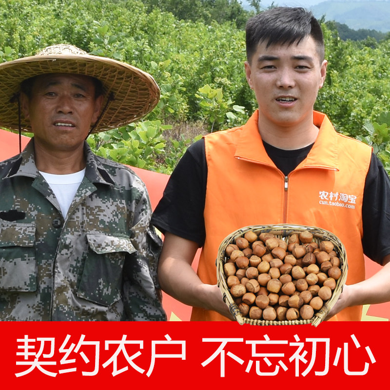 Northeast hazelnuts fried small Tieling wild hazelnut nuts small water kernels open fresh hazelnuts Northeast specialties