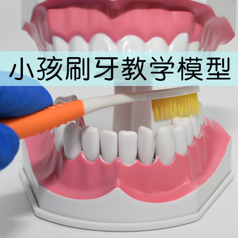 Children's early education brushing model twice as old children's oral teaching tooth model kindergarten teaching brushing teeth