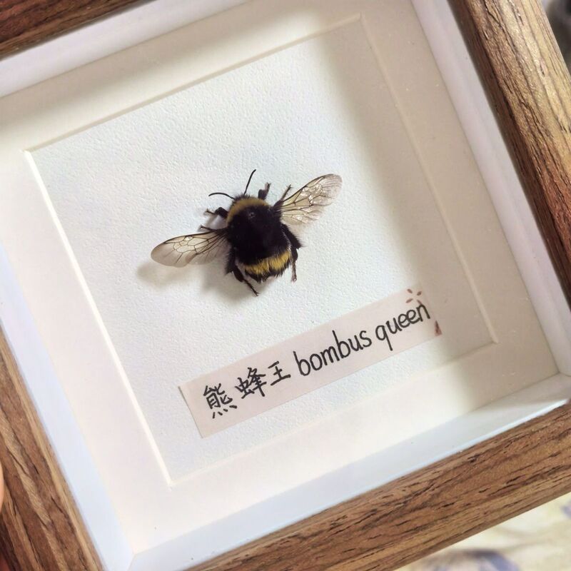 ins Beautiful and Stylish Bee and Butterfly Specimen Hollow Photo Frame Birthday Gift for Girlfriend Handmade Creative Ornament ins Beautiful and Stylish Bee and Butterfly Specimen Hollow Photo Frame Birthday Gift for Girlfriend Handmade Creative Ornament