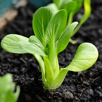 6 саженцев зеленых стеблей овощей