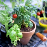 Желтый карликовый томатный семена дедушки -семян семян томатов и балкон -балкона в горшках Бесплатная доставка