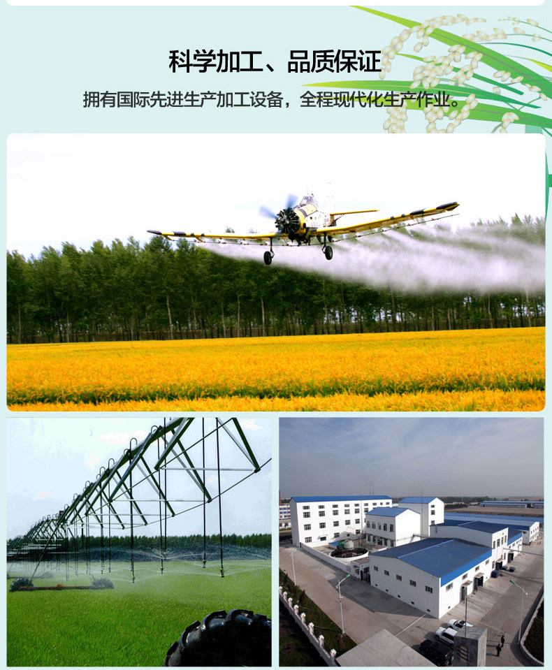 Beida Desert Long Grain Rice_11.jpg