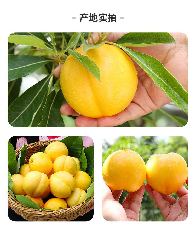 盒马 山东蒙阴黄金油桃 3斤 单果100g+ 图10