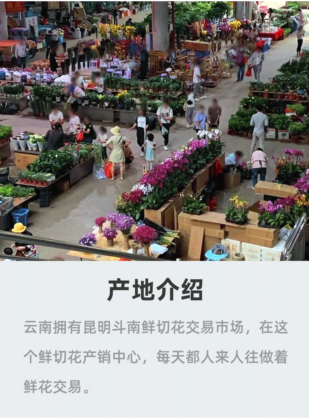 源生鲜 云南基地直发 年宵花银柳鲜枝干插花 20枝 天猫优惠券折后￥12.9包邮（￥19.9-7）