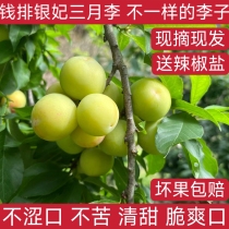 2024 Li Zi fresh now off the season Big fuge boreft women Sour Crisp Green Plum in the whole