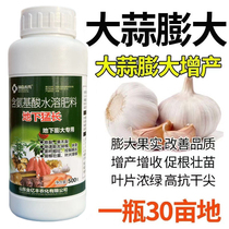 Garlic bolting and swelling high-yield agent: early bolting to promote loose mouth and increase yield elongate and swell garlic head resist disease and increase yield
