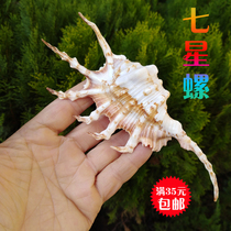 Natural conch shell seven-legged snail gift creative gift Home decoration Mediterranean style lucky town house ornaments