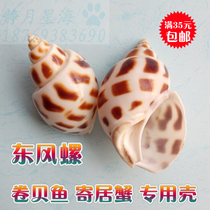 Natural conch shell Dongfeng snail shellfish hermit crab shell fish tank aquarium creative landscaping decorative ornaments