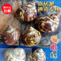 Natural conch shell Cats eye snail roll shellfish Hermit crab shell fish tank aquarium creative landscaping decorative ornaments