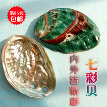 Natural conch shell abalone shell Colorful shellfish aquarium aquarium landscaping creative floor wall sticker decorative ornaments