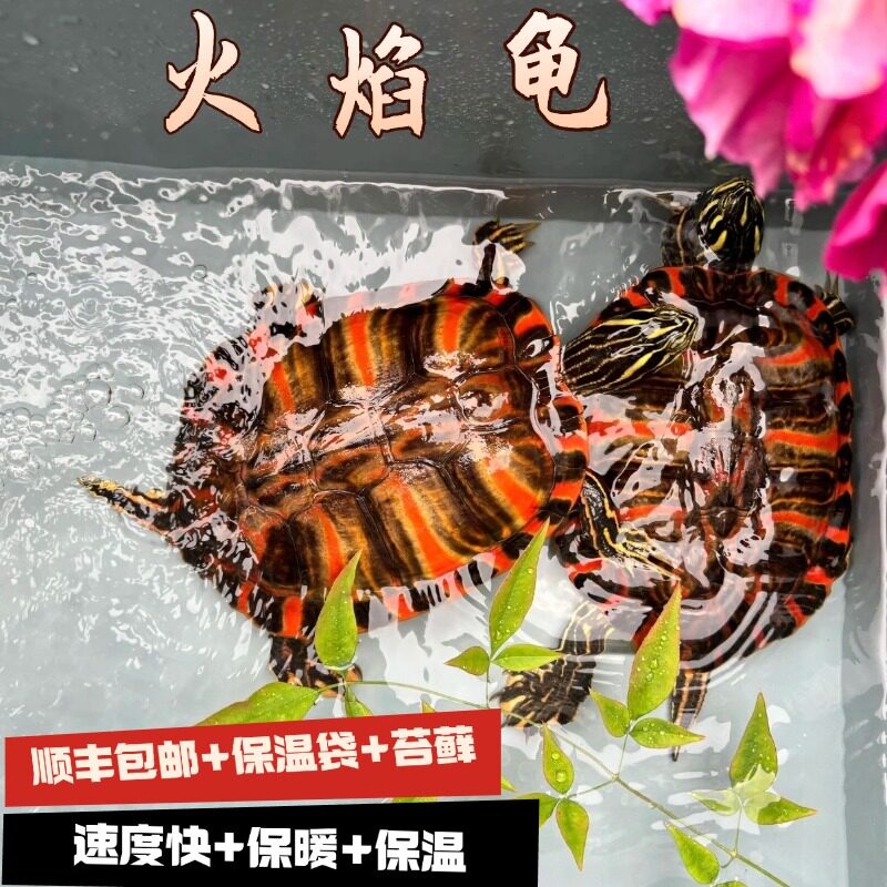 火焰龟小乌龟:深水冷水龟的稀有魅力,情侣宠物新宠💕-龟-淘宝好物网