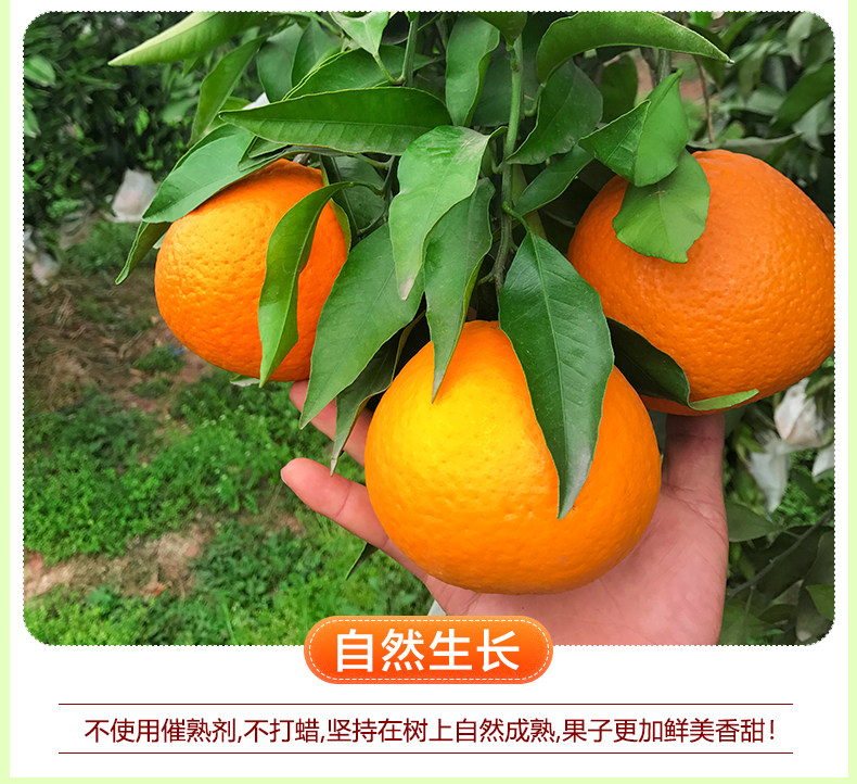 四川爱媛38号果冻橙 10斤 单果60-65mm 图7