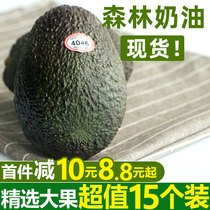 Ganfu Garden Mexico imported avocado 15 packs fresh seasonal fruit avocado FCL seasonal wholesale