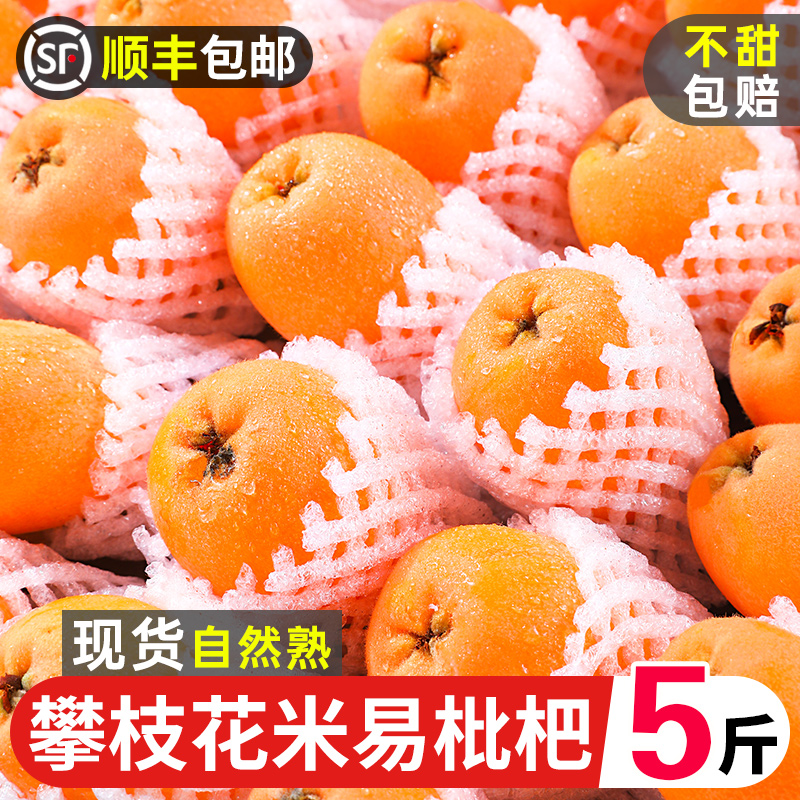 Climbing branch flower Miyi loquat fresh 5 catties When the season fruit is now taken off the natural cooked farmhouse Pipa sweet big fruit 10 Shunfeng-Taobao