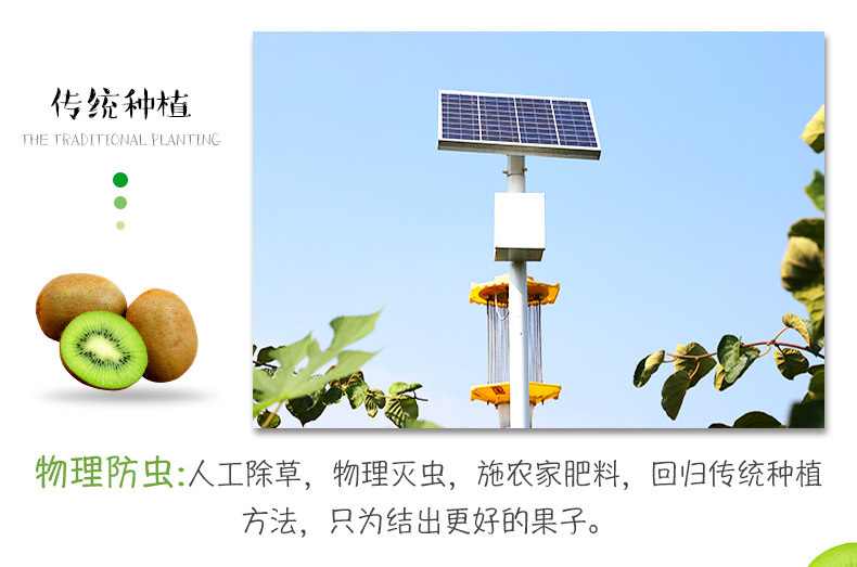 正宗周至猕猴桃，郑州猕猴桃团购批发商家插图4