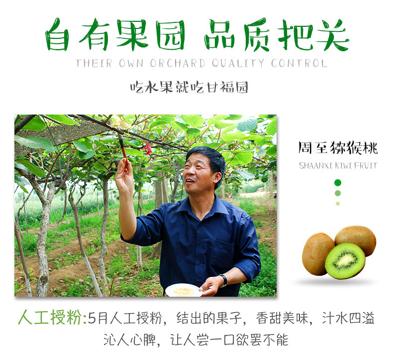 正宗周至猕猴桃，郑州猕猴桃团购批发商家插图3