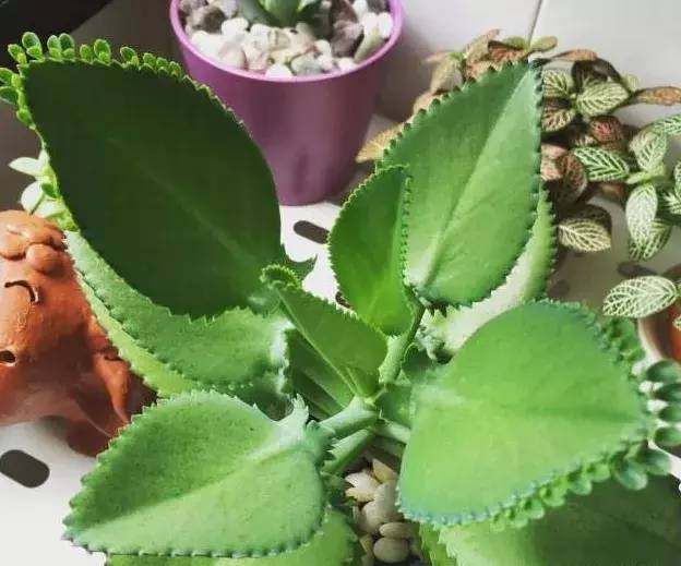 多肉不死鳥 掉地上就能長成一片 Ldquo 肉海 Rdquo 淘寶海外