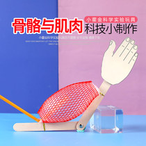 Elementary school students Science experimental toy kindergarten DIY handmade technology small production of equipment bones and muscles
