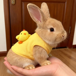 Extra Small Rabbit Clothes 0.5kg Suitable for Dwarf Rabbits, Baby Rabbits, Chinchillas, Guinea Pigs, Autumn and Winter Warm Clothing