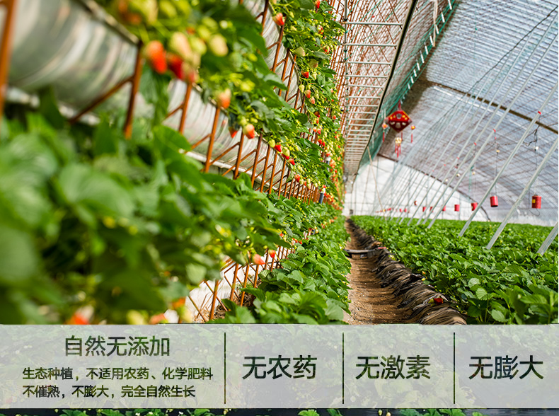 圣野果源 丹东东港 99红颜奶油草莓 3斤 图6