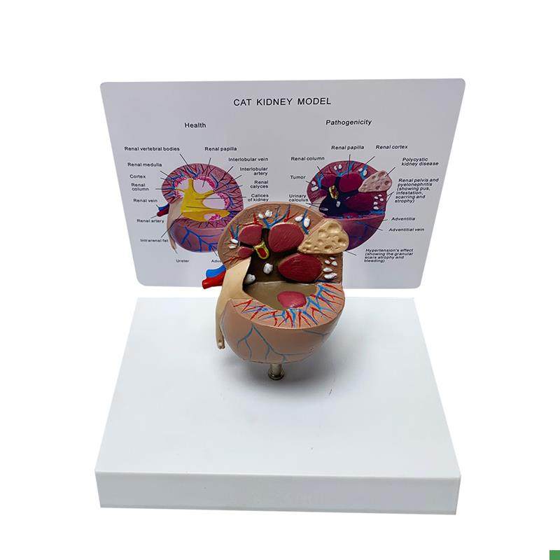 Cat Kidney Anatomy Model Pet Animal Diseased Kidney Anatomy Veterinary Medical Teaching Instrument Manufacturer Direct Sales