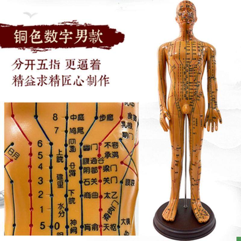 Traditional Chinese Medicine Acupuncture Human Body Acupuncture Point Twelve Meridian Model Small Mannequin for Practicing Acupuncture on the Whole Body