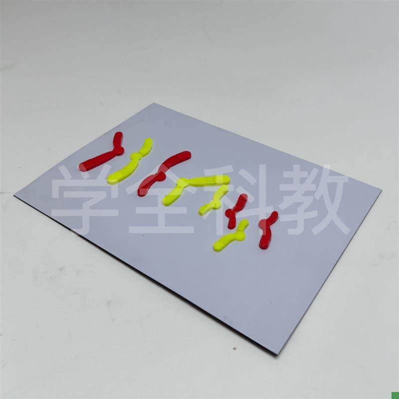 Model Components for Chromosome Changes during Meiosis, Magnetic Stickers, High School Biology Experiment Equipment for Teaching