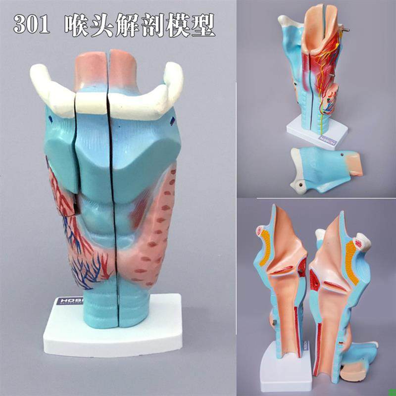 Eye and Ear Model, Enlarged Eyeball, Nasal Cavity Anatomy, Ent (Ear, Nose, Throat) Human Body Medical Teaching Aid