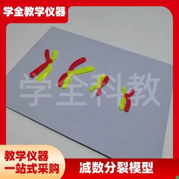 Model Components for Chromosome Changes during Meiosis, Magnetic Stickers, High School Biology Experiment Equipment for Teaching
