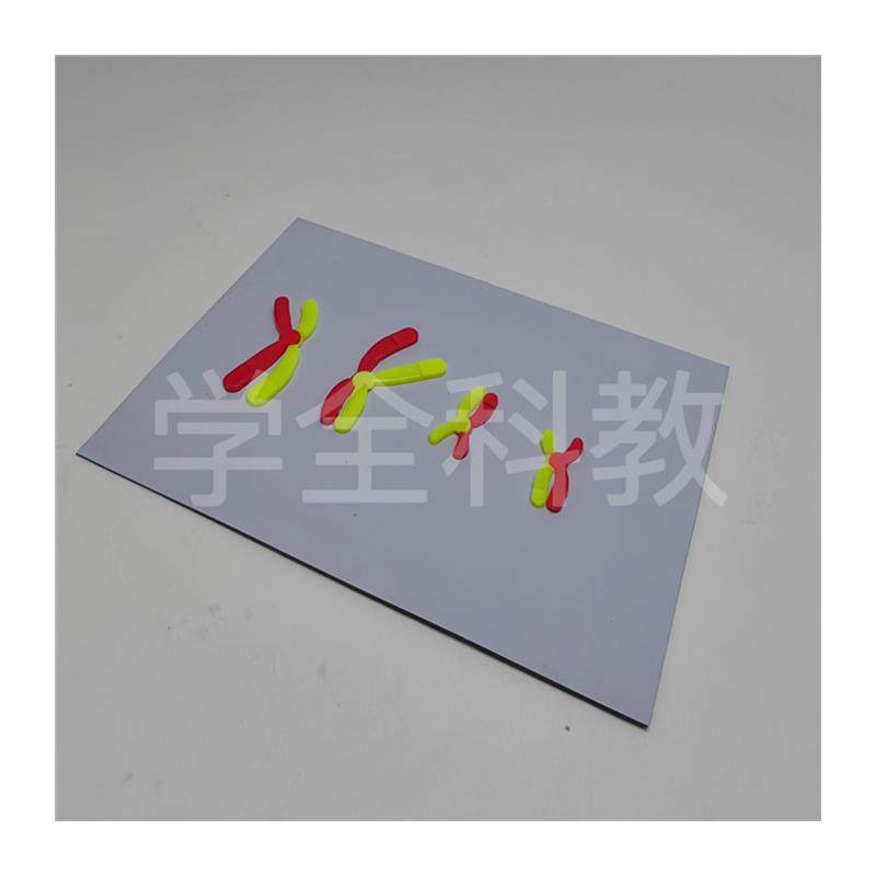 Model Components for Chromosome Changes during Meiosis, Magnetic Stickers, High School Biology Experiment Equipment for Teaching