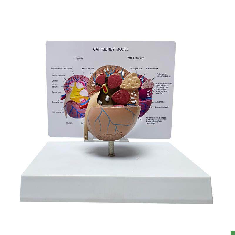 Cat Kidney Anatomy Model Pet Animal Diseased Kidney Anatomy Veterinary Medical Teaching Instrument Manufacturer Direct Sales