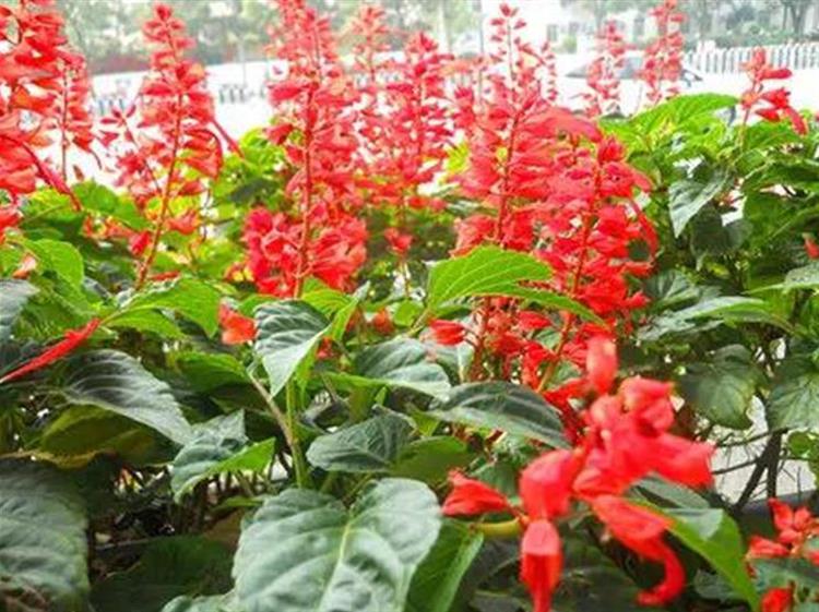 常見花草圖鑑大全 你都認識嗎 淘寶海外 常見花草圖鑑大全 你都認識嗎 淘寶海外