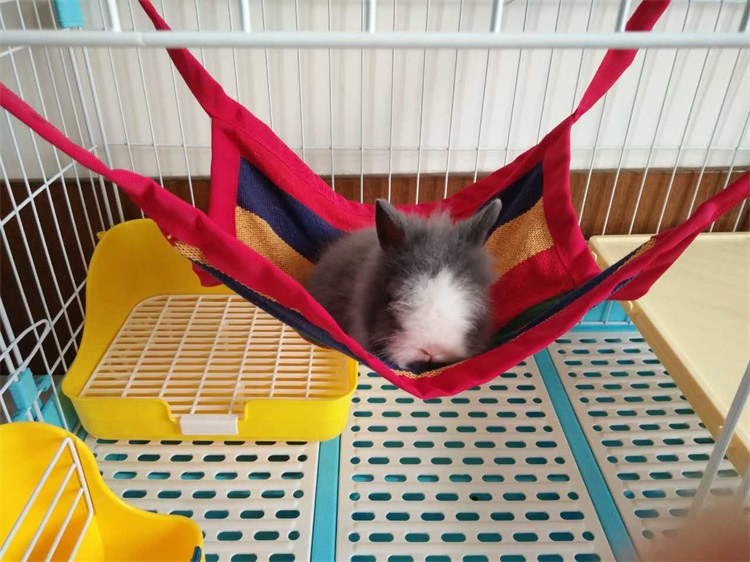Thỏ Chinchilla Lợn Hà Lan Chuột con mèo nhỏ Pet mùa hè Võng đu Vật nuôi Vật nuôi mát mẻ và thoáng khí - Cat / Dog hàng ngày Neccessities Dụng cụ uống nước cho chó