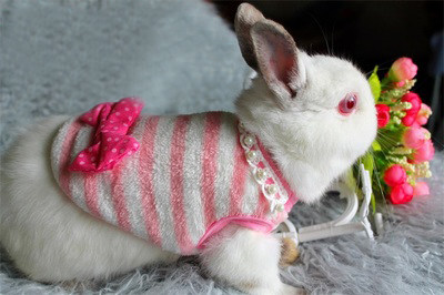Kitty Cat Little Rabbit Pet Rabbit Coeared Rabbit Cat Cat Rabbit Puppy Dress Milk Dog Teddy Dog Young Rabbit Clothes