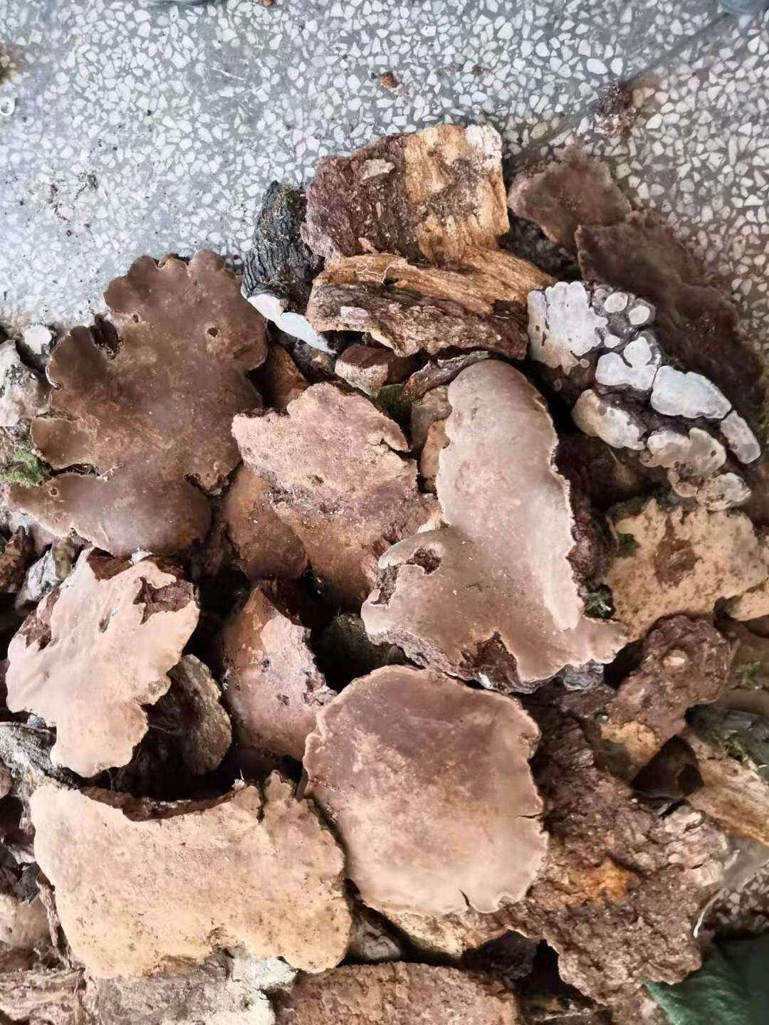 Wild spotted brown-brown pore fungus in the wild