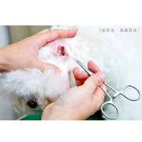 Pet chó và cầm máu chó Kéo cắt tai chất lượng cao bằng thép không gỉ cong miệng chó mèo cầm máu kẹp kìm - Cat / Dog Medical Supplies Dụng cụ phòng khám thú y