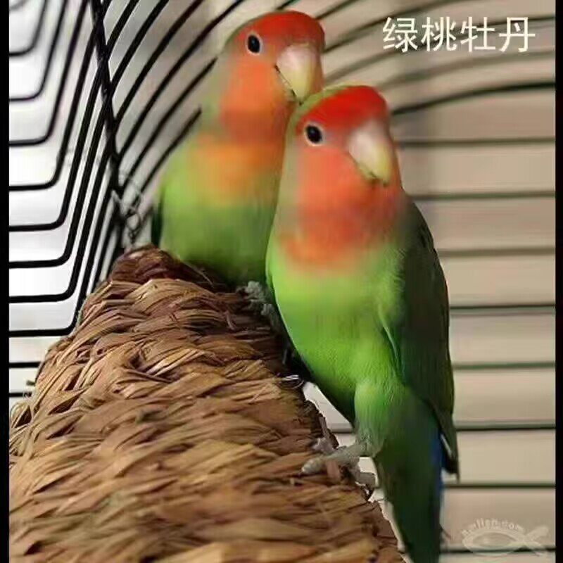 依泽鹦鹉的LOGO