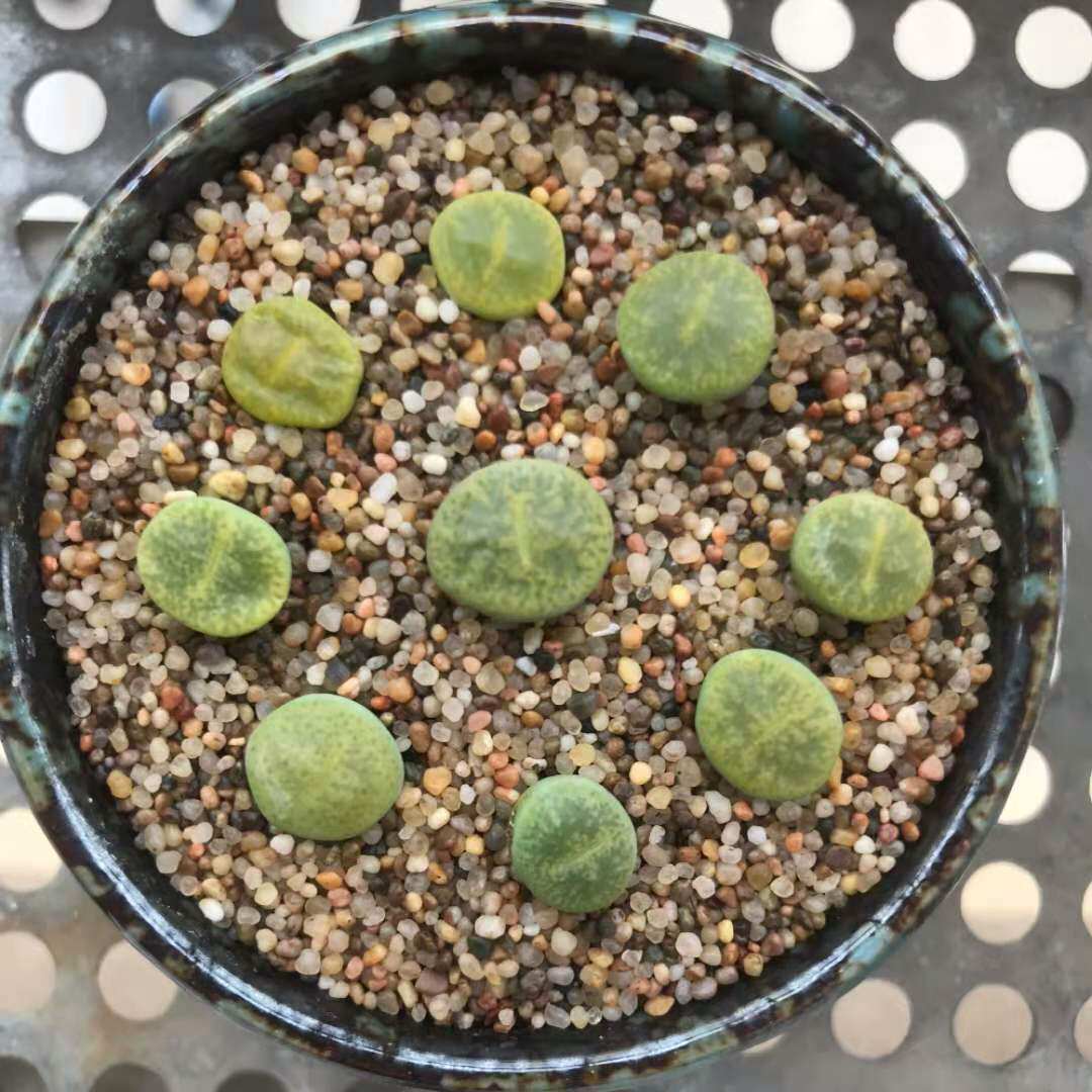 Round grain succulent plant pavement sand fish tank bottom sand spun yarn coarse sand rice stone sand children's sand desert sand 9 catties