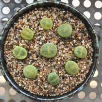 Round grain of meat plant paved sand tank bottom sand coarse sami sand sand desert 9 kg