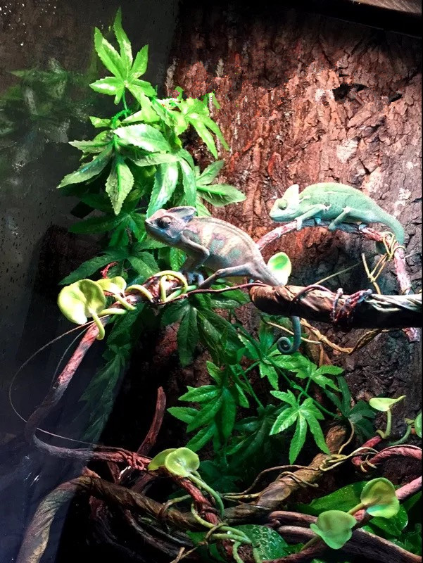 REPTI ZOO Climbing Pet Rainforest Tank Reptile Feeding Box Aquarium Hermit Crab Lizard Gogong Landscaping Simulation Plant