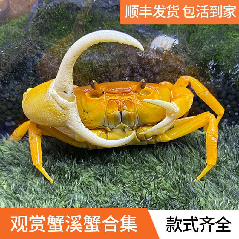 South China Sea City Creek Crab Vietnamese Hook Crab Lively Cute Watching Crab crab Lazy Human Crab Hainan Creek HK White Hands Crab