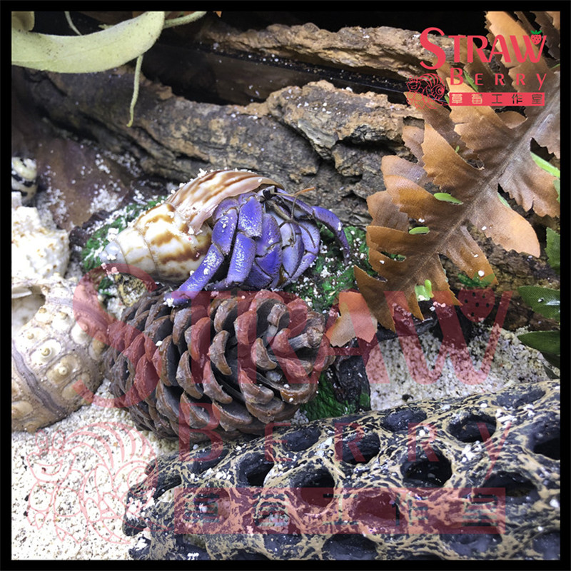 New Freshwater Pet (LILA Lilac Land HERMIT CRAB) Land HERMIT CRAB Mini pet crab Pet Sojourn