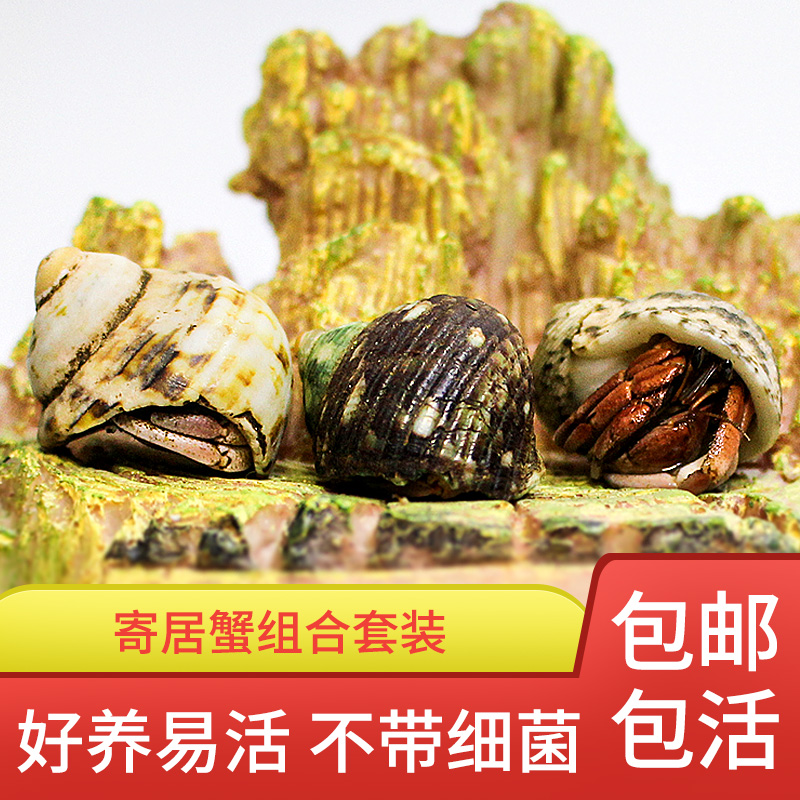 Freshwater Pet Grey White Short Wrist Pinning Crab Land Host Crab Mini Pet Crab Light Purple Deep Purple Ornamental Crab Living