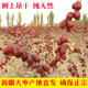 Xinjiang special grade Hotan jujube unwashed original extra large red jujube tree air-dried jujube 500g